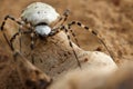 Closeup of Spider patisson on snag in desert. Royalty Free Stock Photo