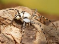 Closeup of Spider patisson on snag at sunny day.