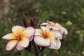 Plumeria Royalty Free Stock Photo