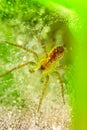 Closeup - Spider on spiderweb against a green background after r