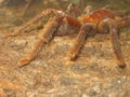 Closeup spider tarantula Lasiodora parahybana .