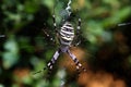 Whit-black spider waiting in the net trap