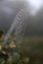 Closeup of a Spider Web Covered in Dew