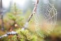 closeup of a spider web with morning dew in the woods Royalty Free Stock Photo