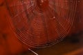 Spider web  on a red blurry background Royalty Free Stock Photo