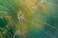 Closeup of a spider in a rainbow-colored web Royalty Free Stock Photo
