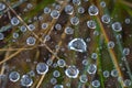 Closeup spider web in water drop after a rain Royalty Free Stock Photo