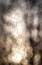 Closeup of a spider web with water droplets early in the morning with the sun shining on the background Royalty Free Stock Photo