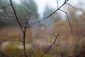 Closeup spider web in a water drops on the bush branch Royalty Free Stock Photo