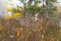 Closeup spider web in a water drops on the bush branch Royalty Free Stock Photo