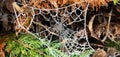 Closeup of a spider's web glistening with icy frost