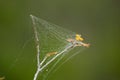 Closeup of a spiderweb on a dried flower