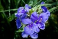 Spiderwort Plant Trilliums Closeup