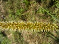 Closeup Spike of a grass with flowers