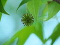 Closeup of Spiked Gumball of American sweetgum Liquidambar styraciflua. Called Redgum, Sweet Gum, Sati Royalty Free Stock Photo