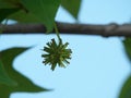 Closeup of Spiked Gumball of American sweetgum Liquidambar styraciflua. Called Redgum, Sweet Gum, Sati