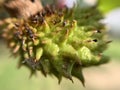 Closeup of a spiked tropical plant in a forest