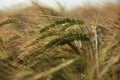 Flowering grass