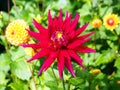 Closeup of a spiky colorful red Cactus Dahlia with double-flowering bloom with long, half rolled petals and green background