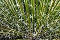 Closeup of the Spiky Leaves on a Yucca Plant