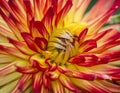 Closeup of spiky red and yellow Dahlia Kenora Sunset flower in garden