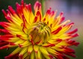 Closeup of spiky red and yellow Dahlia Kenora Sunset flower in garden