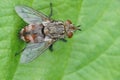 Closeup on a spiky tachinid fly, Tachina fera, sitting on a green leaf in the garden