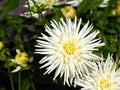 Closeup of a spiky white Semi-Cactus Dahlia Royalty Free Stock Photo