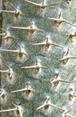 Closeup of spines on pachypodium plant bark in an indian garden Royalty Free Stock Photo