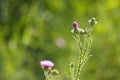 Closeup of spiny plumeless thistle flowers in bloom and buds with green blurred plants on background Royalty Free Stock Photo