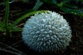 Closeup of a spiny puffball, Lycoperdon pulcherrimum mushroom captured in a grassland Royalty Free Stock Photo