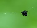 Closeup of a Spinybacked Orbweaver Gasteracantha cancriformis spider hanging on web against green background in Vilcabamba, Ecua