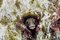 Closeup of a Spinyhead blenny fish Royalty Free Stock Photo