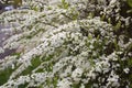 Closeup of Spiraea thunbergii (Thunberg's meadowsweet) flowers