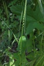 Closeup of spiral plant tendril with leaves in background