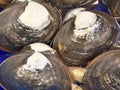 Closeup of Spisula or Hokkigai or surf clam Royalty Free Stock Photo