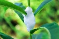 Closeup of Spittlebug foam on a leafy plant