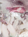 Closeup of the splendid squid in the plastic tray with crushed ice for sale