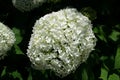 Closeup of a splendid white hydrangea plant with its characteristic flowers