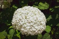 Closeup of a splendid white hydrangea plant with its characteristic flowers