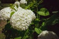 Closeup of a splendid white hydrangea plant with its characteristic flowers