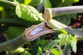 Closeup of a split tomato plant branch