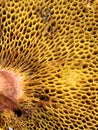 Pores underneath polypore suillus mushroom Royalty Free Stock Photo
