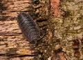 Closeup of a spooky Common rough woodlouse crawling on a tree Royalty Free Stock Photo