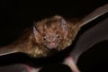 Closeup of a spooky common vampire bat