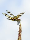 Closeup of Spot-winged Glider Dragonfly