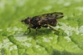 Closeup on a Spot-winged Spring Beegrabber fly, Myopa tesselatipennis sitting on a green leaf Royalty Free Stock Photo