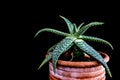 Closeup of Spotted From Aloe Vera Var.