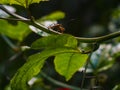 Closeup of a spotted assassin bug on a tree branch in a field with a blurry background