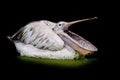 Closeup Spotted-billed Pelecan Bird